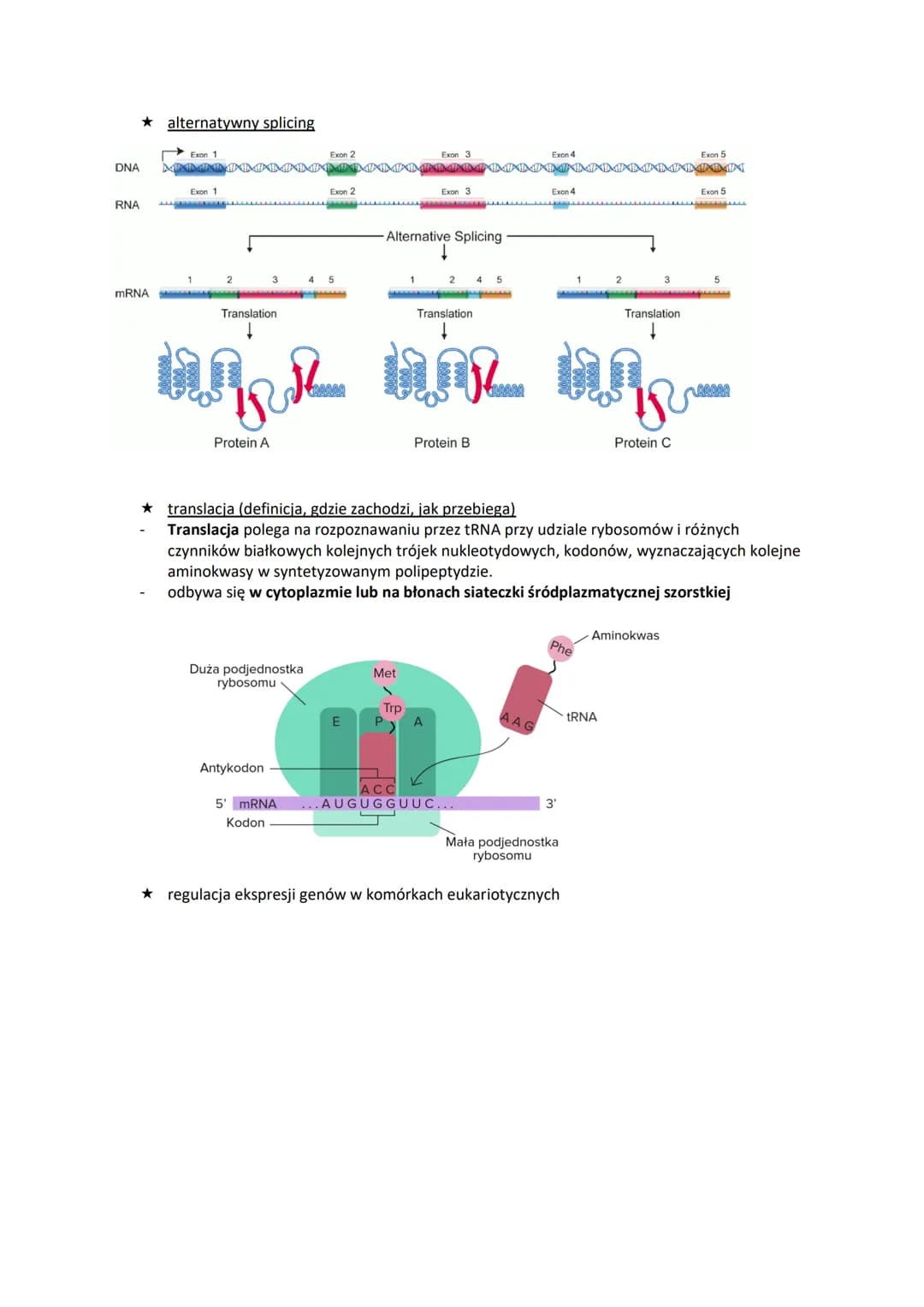 1.DNA-lokalizacja w komórce i rola
budowa pojedynczego nukleotydu
O
01P10
wiązanie
estrowe 5
reszta fosforanowa(V)
Reszty fosforanowe(V)
w f