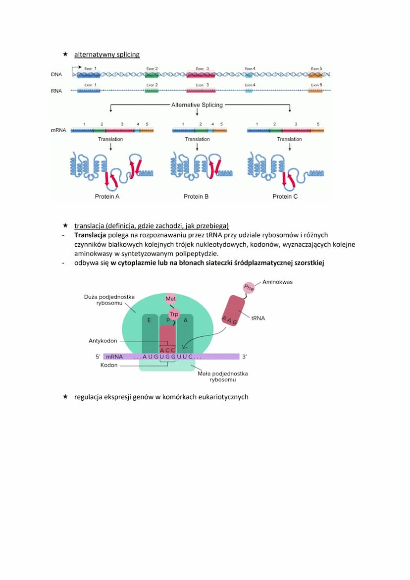 1.DNA-lokalizacja w komórce i rola
budowa pojedynczego nukleotydu
O
01P10
wiązanie
estrowe 5
reszta fosforanowa(V)
Reszty fosforanowe(V)
w f