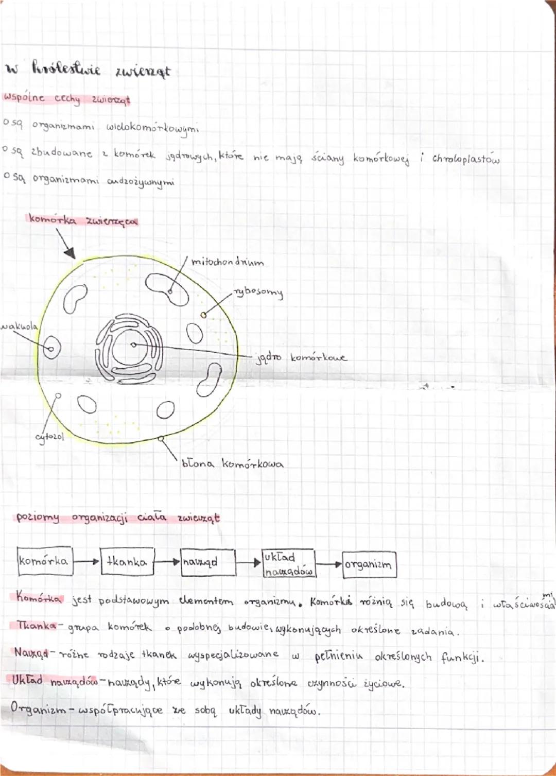 Życie zwierząt: odkrywanie sekretów ich tkanek