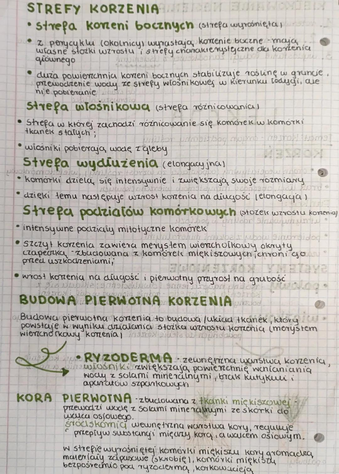 --- OCR Start ---
LEKCJA
Temat: Korzen-organ podziemny rośliny
KORZEN
- organ wegetatywny (odpowiada za wzrost rośliny), wielokomórkowy
- br