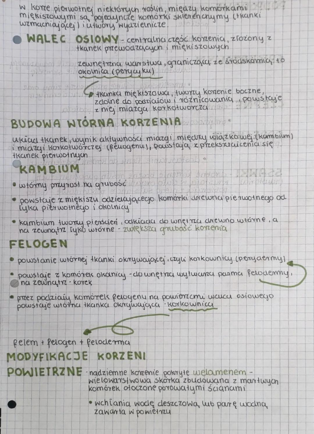 --- OCR Start ---
LEKCJA
Temat: Korzen-organ podziemny rośliny
KORZEN
- organ wegetatywny (odpowiada za wzrost rośliny), wielokomórkowy
- br