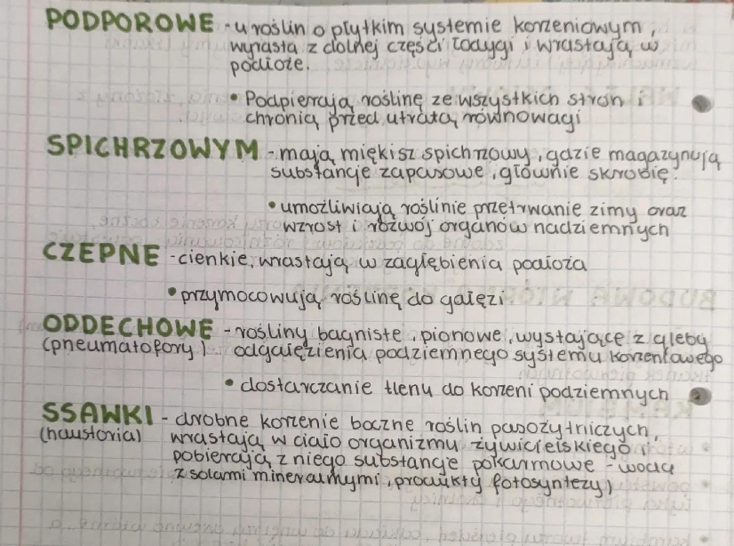 --- OCR Start ---
LEKCJA
Temat: Korzen-organ podziemny rośliny
KORZEN
- organ wegetatywny (odpowiada za wzrost rośliny), wielokomórkowy
- br