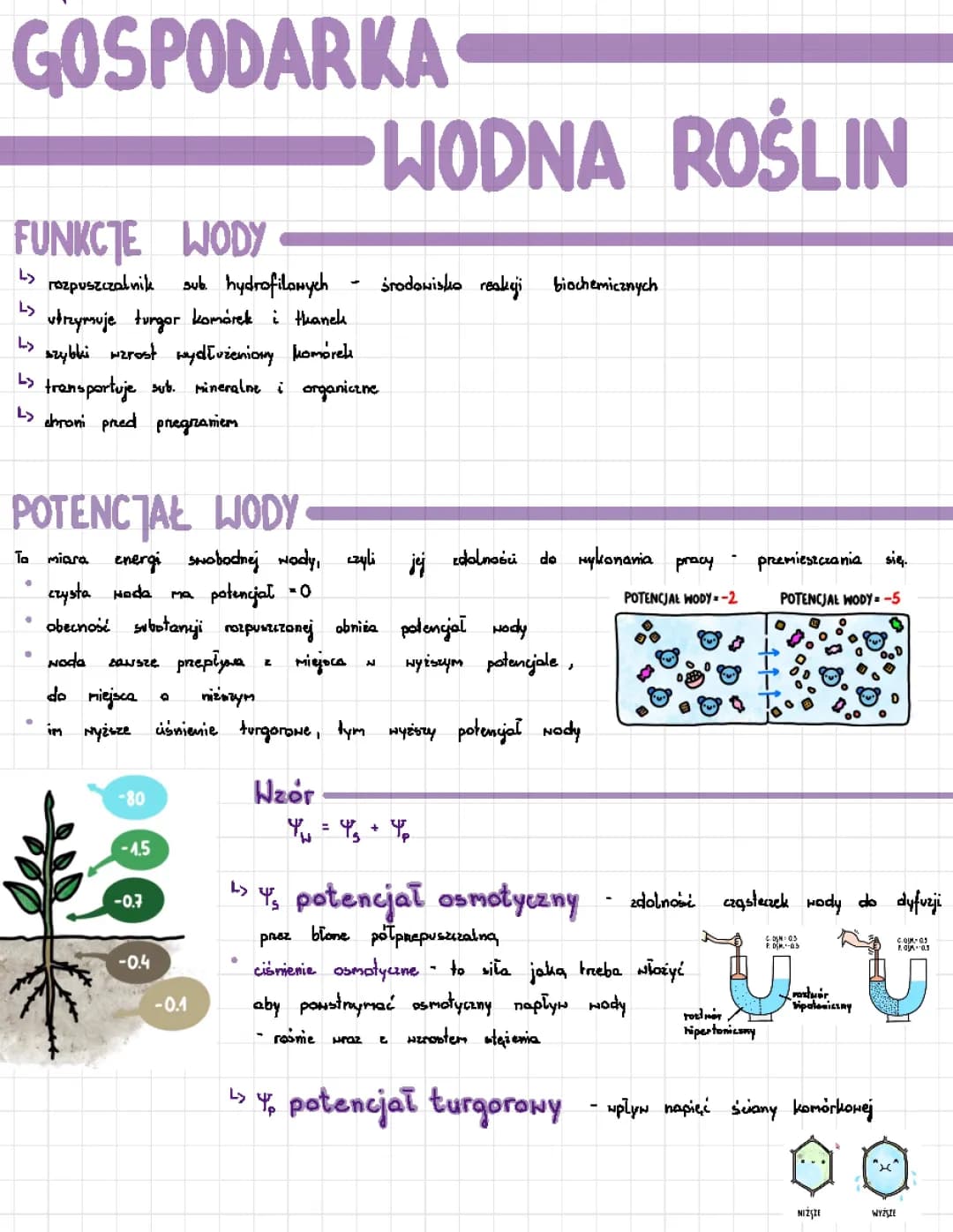 Gospodarka wodna roślin
