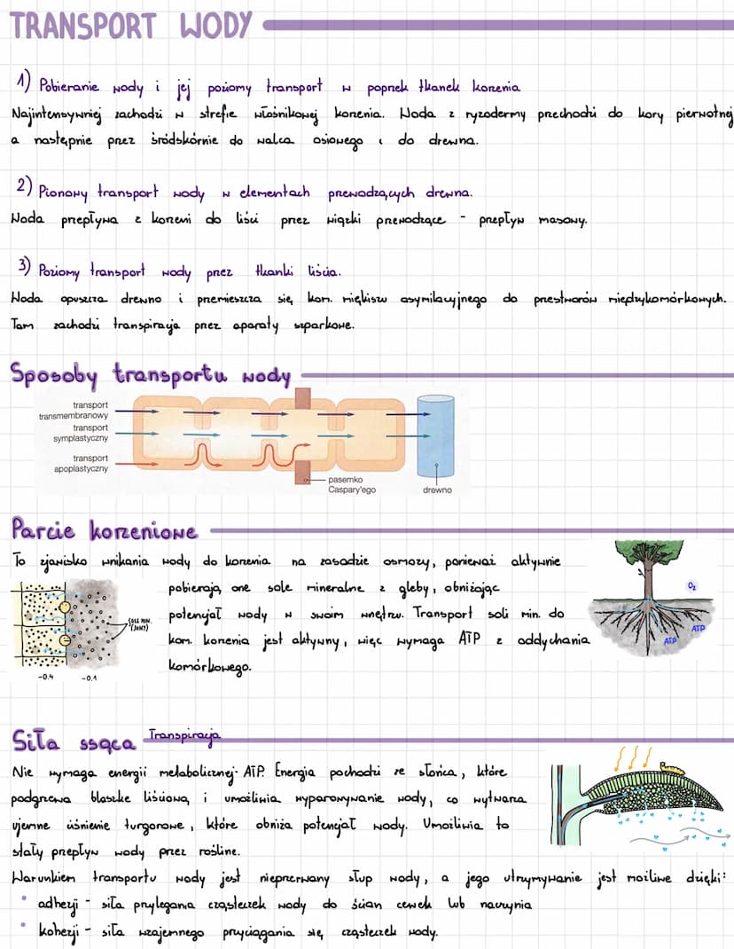 GOSPODARKA
FUNKCJE WODY
L> rozpuszczalnik
L>
L>
szybki wzrost wydłużeniowy komórek
L> transportuje sub. mineralne i organiczne
L> chroni pre
