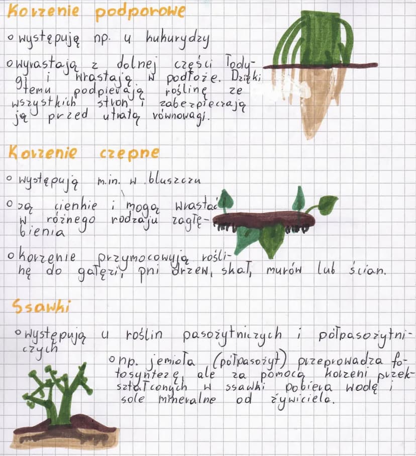 Korgen
Główne funkcje i budowa korzenia.
Korzeń jest organem podziemnym, który występuje
większości roślin.
Jego podstawowe funkcje:
ORGAN P
