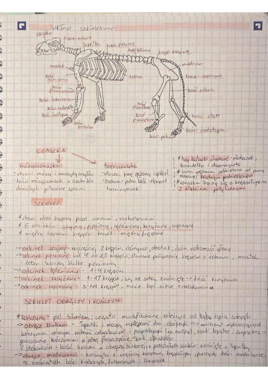 Ssaki - Fascynujące Kręgowce: Budowa i Funkcje