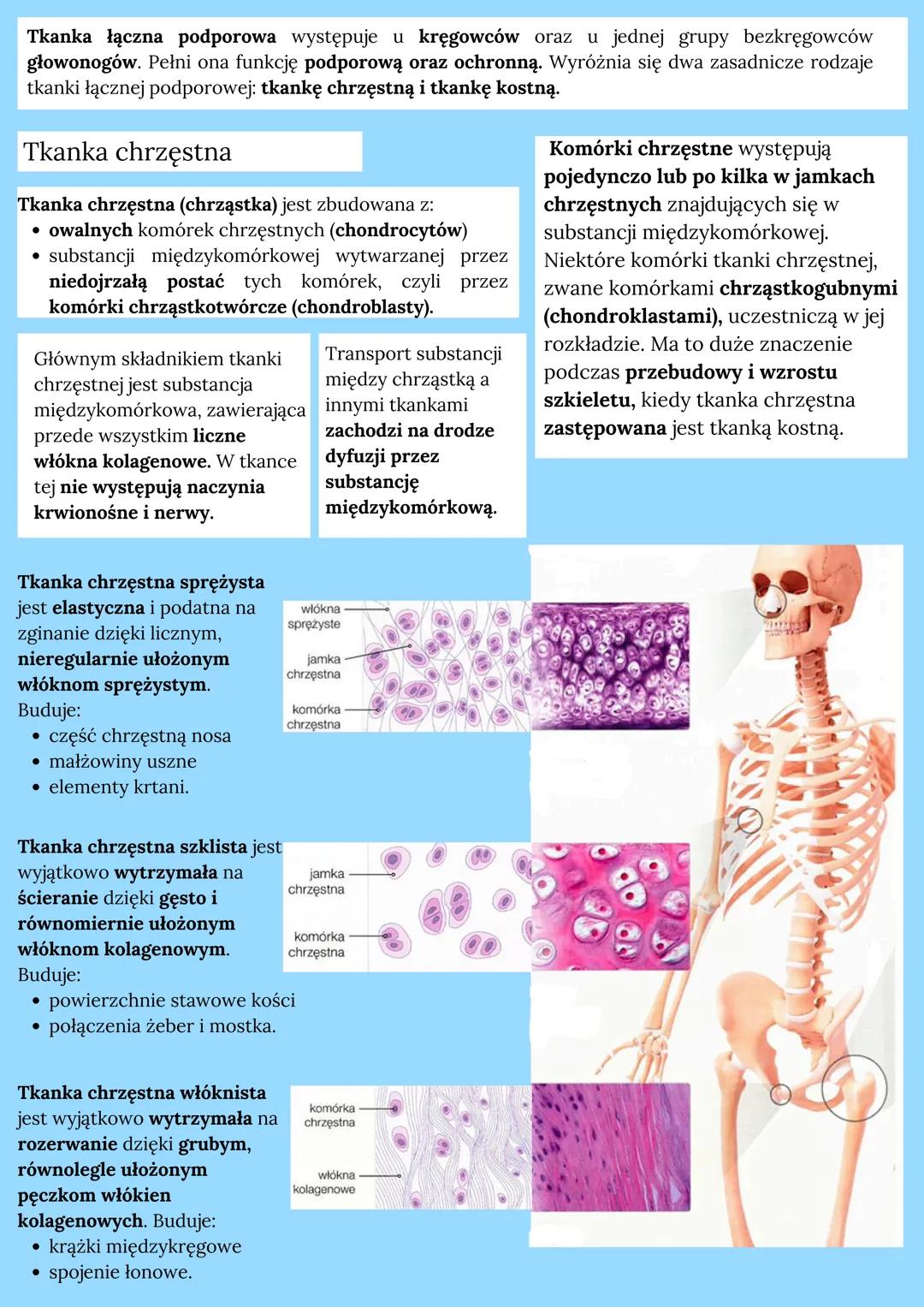 # TKANKA ŁĄCZNA

## Pochodzenie tkanki:
mezoderma

## Cechy budowy:
- zbudowana z luźno ułożonych komórek
- wywarzają one sub. międzykomórko