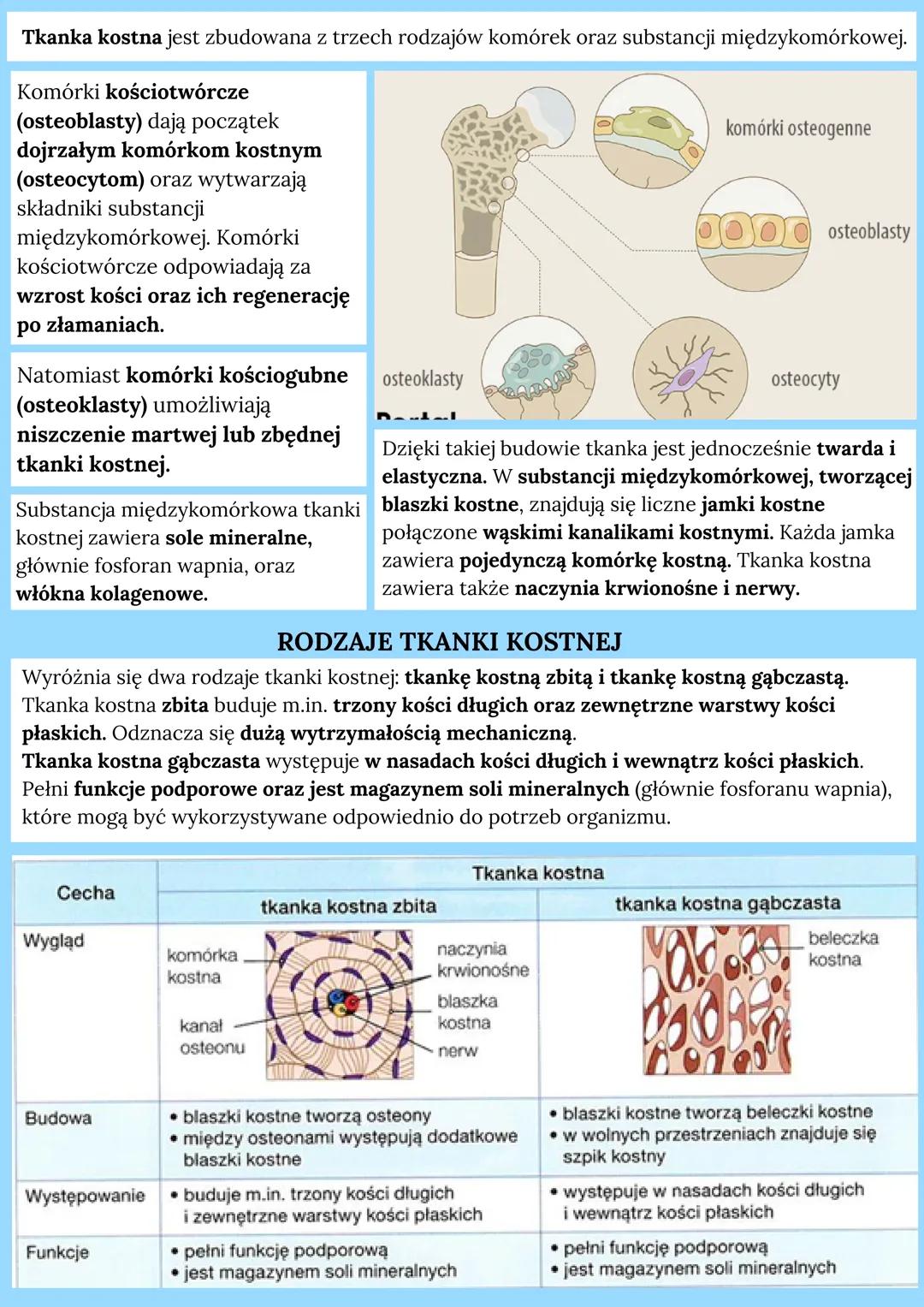 # TKANKA ŁĄCZNA

## Pochodzenie tkanki:
mezoderma

## Cechy budowy:
- zbudowana z luźno ułożonych komórek
- wywarzają one sub. międzykomórko