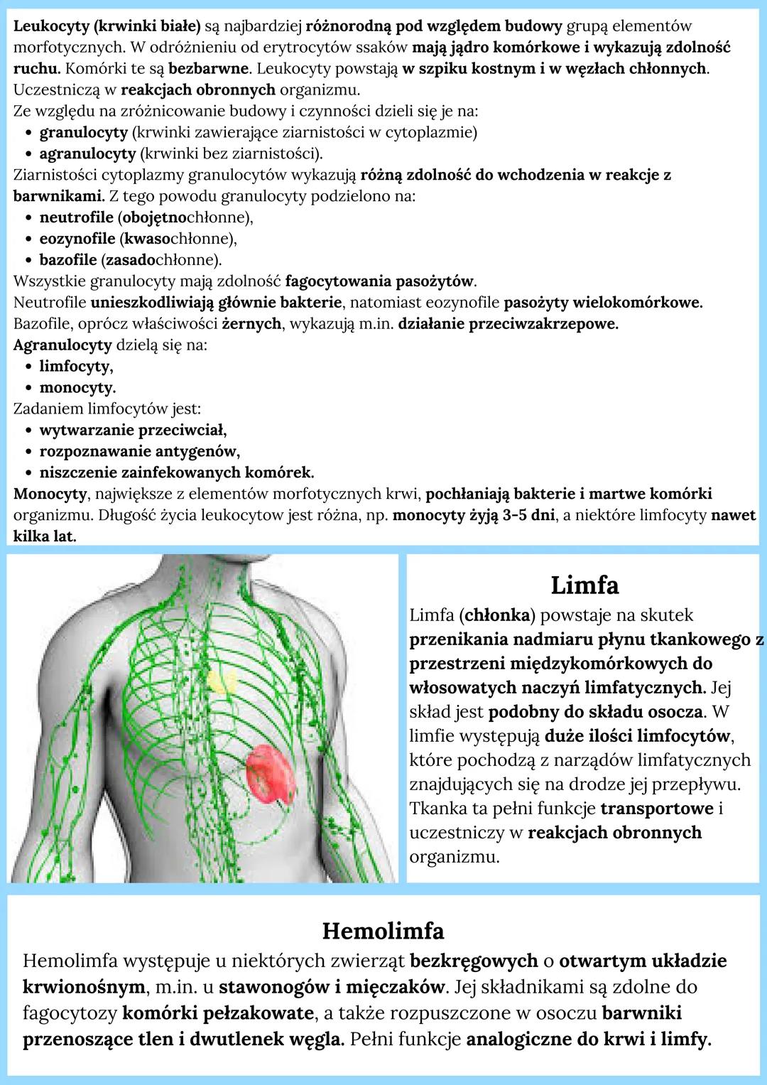 # TKANKA ŁĄCZNA

## Pochodzenie tkanki:
mezoderma

## Cechy budowy:
- zbudowana z luźno ułożonych komórek
- wywarzają one sub. międzykomórko