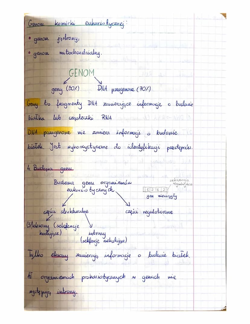 аленда
Temat Laliga organizacyjna Zapoznanie się z PSO
biologis
GENETYKA
Temat: Gen
nukleinowych...
1. Kwasy nukleinone:
a) DNA- kwas decksy