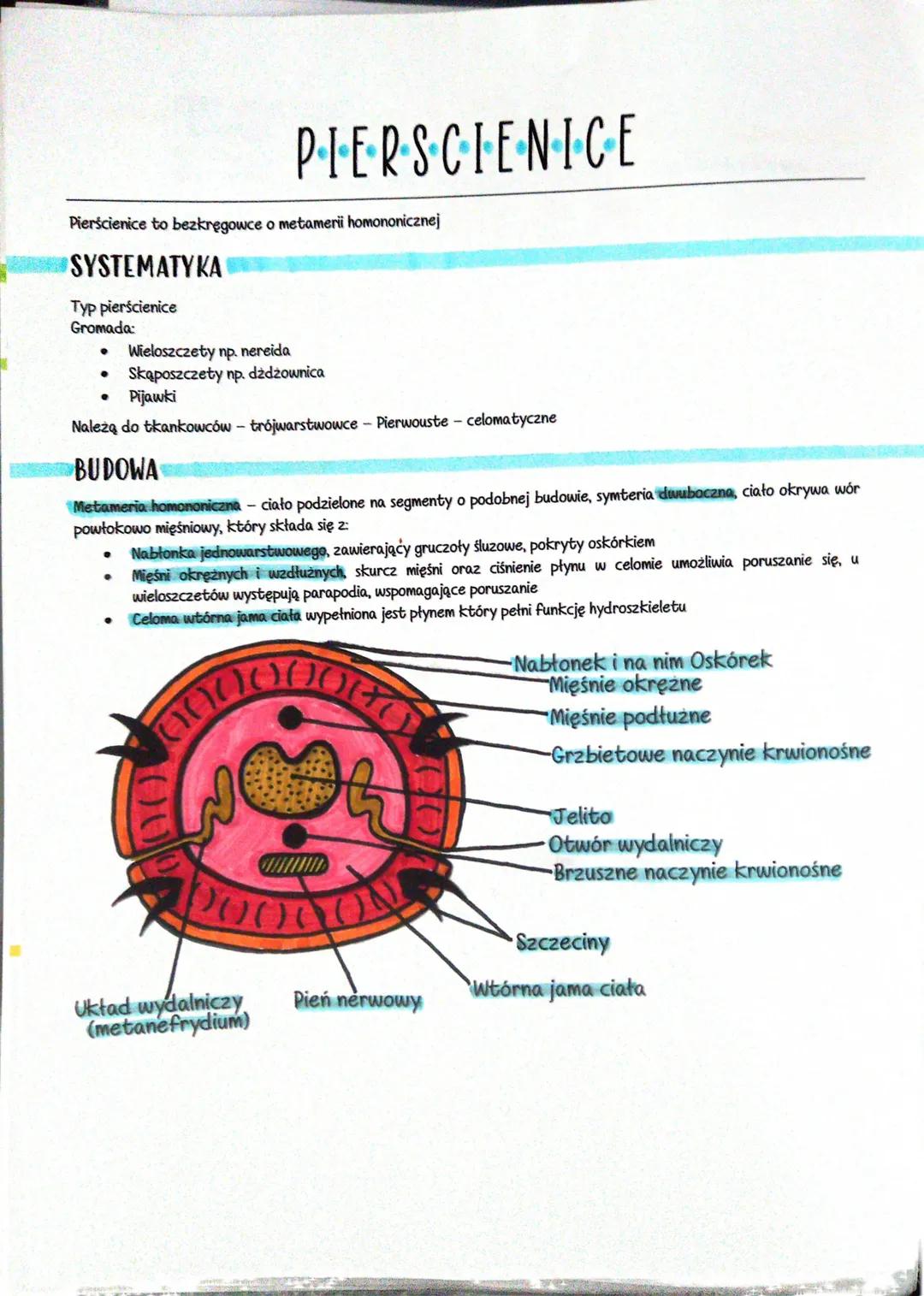 Pierścienice to bezkręgowce o metameri homononicznej
SYSTEMATYKA
Typ pierścienice
Gromada:
●
Wieloszczety np. nereida
Skąposzczety np. dżdżo