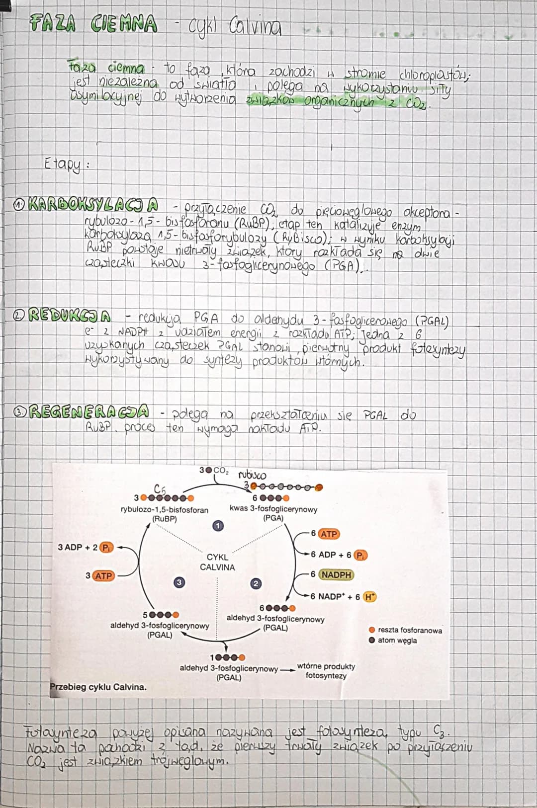 ▸
Gdy cząsteczka chlorofilu w kompleksie antenowym zostanie wzbudzona
przez foton (kivant) orzekazuje swoją energie.
P
• Energia przechodzi 