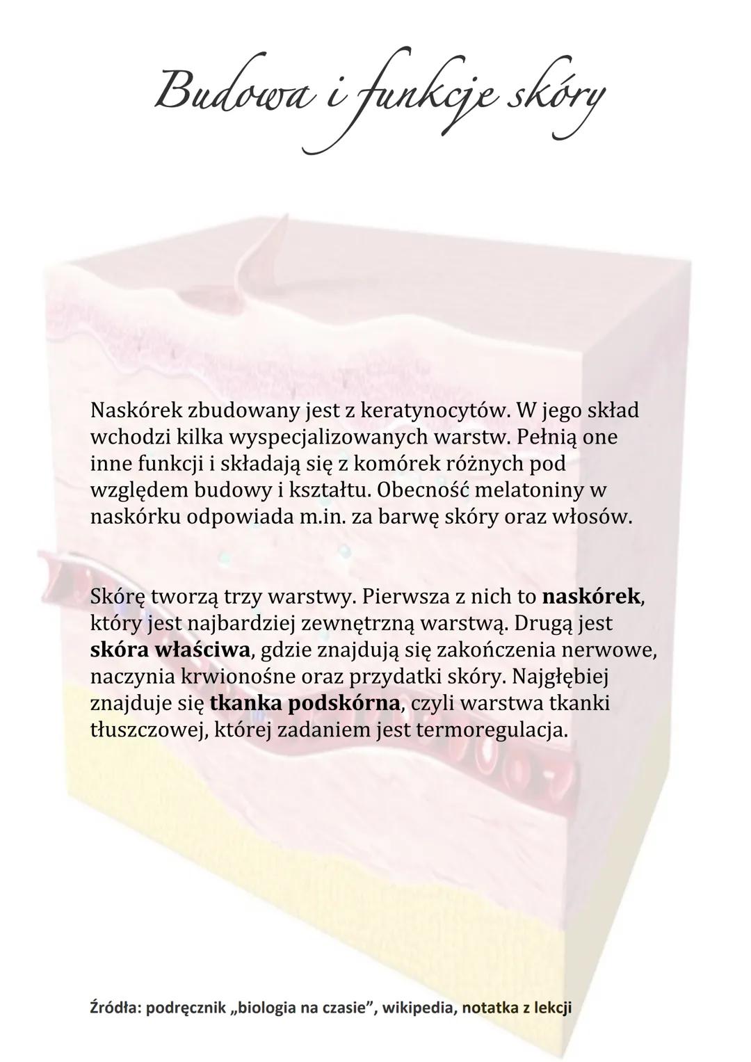 Budowa i funkcje skóry
Naskórek zbudowany jest z keratynocytów. W jego skład
wchodzi kilka wyspecjalizowanych warstw. Pełnią one
inne funkcj