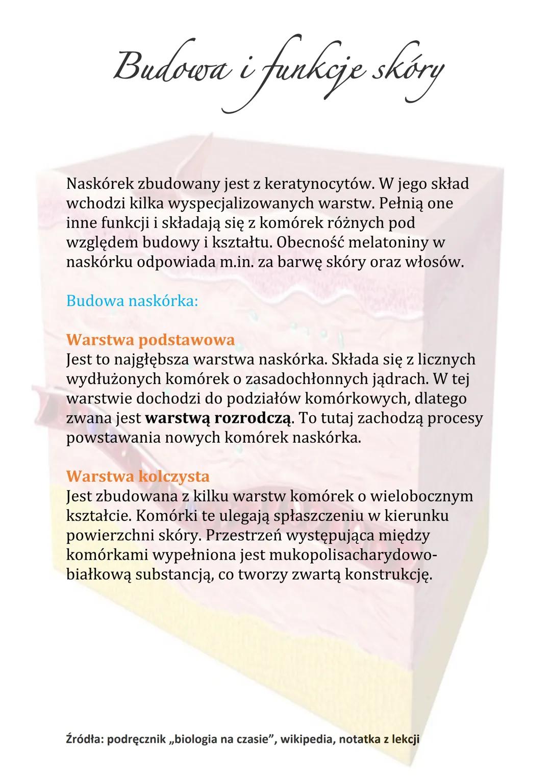 Budowa i funkcje skóry
Naskórek zbudowany jest z keratynocytów. W jego skład
wchodzi kilka wyspecjalizowanych warstw. Pełnią one
inne funkcj