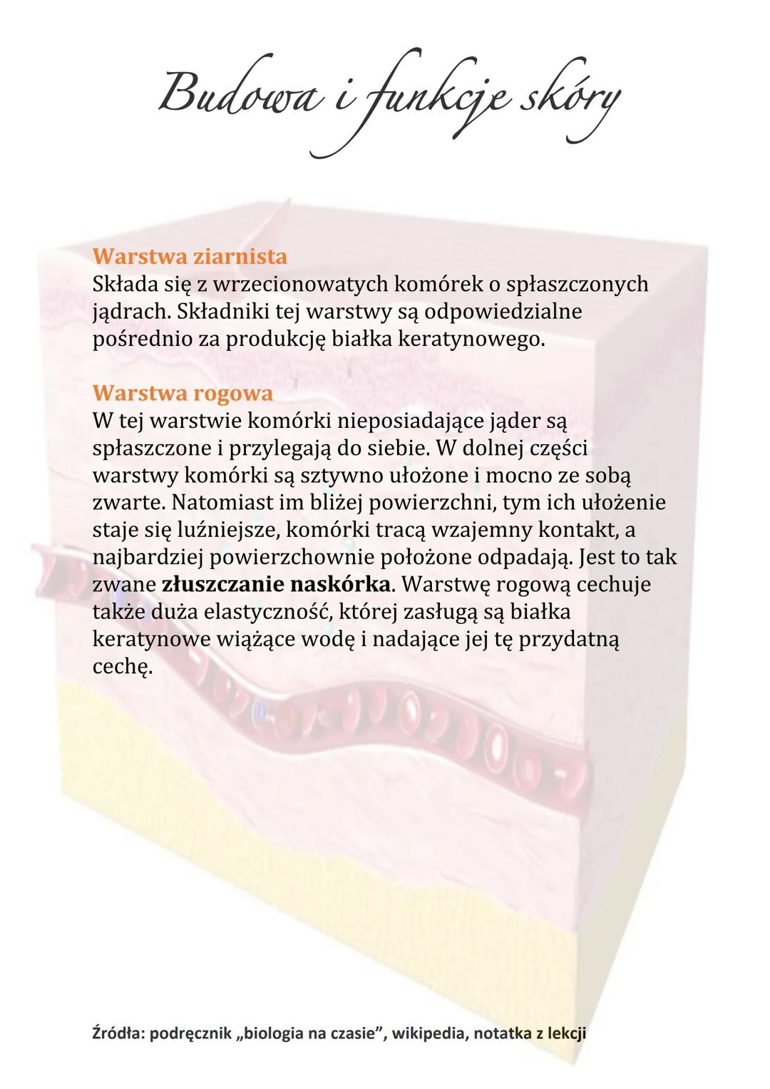 Budowa i funkcje skóry
Naskórek zbudowany jest z keratynocytów. W jego skład
wchodzi kilka wyspecjalizowanych warstw. Pełnią one
inne funkcj