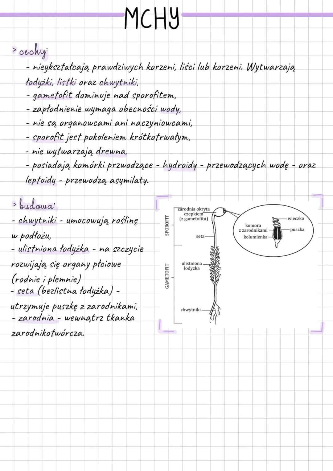 MCHY
> cechy:
- nieykształcają prawdziwych korzeni, liści lub korzeni. Wytwarzają
todyżki, listki oraz chwytniki,
- gametofit dominuje nad s