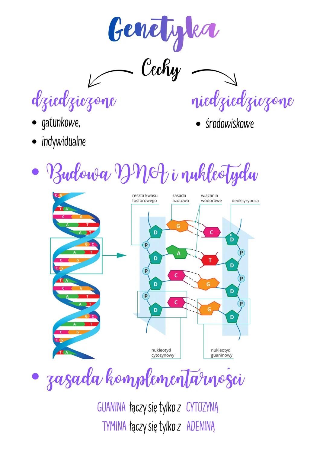 Genetyka

dziedziczone

Cechy

niedziedziczone

• gatunkowe,

• środowiskowe

• indywidualne

• Budowa DNA i nukleotydu

reszta kwasu
fosfor