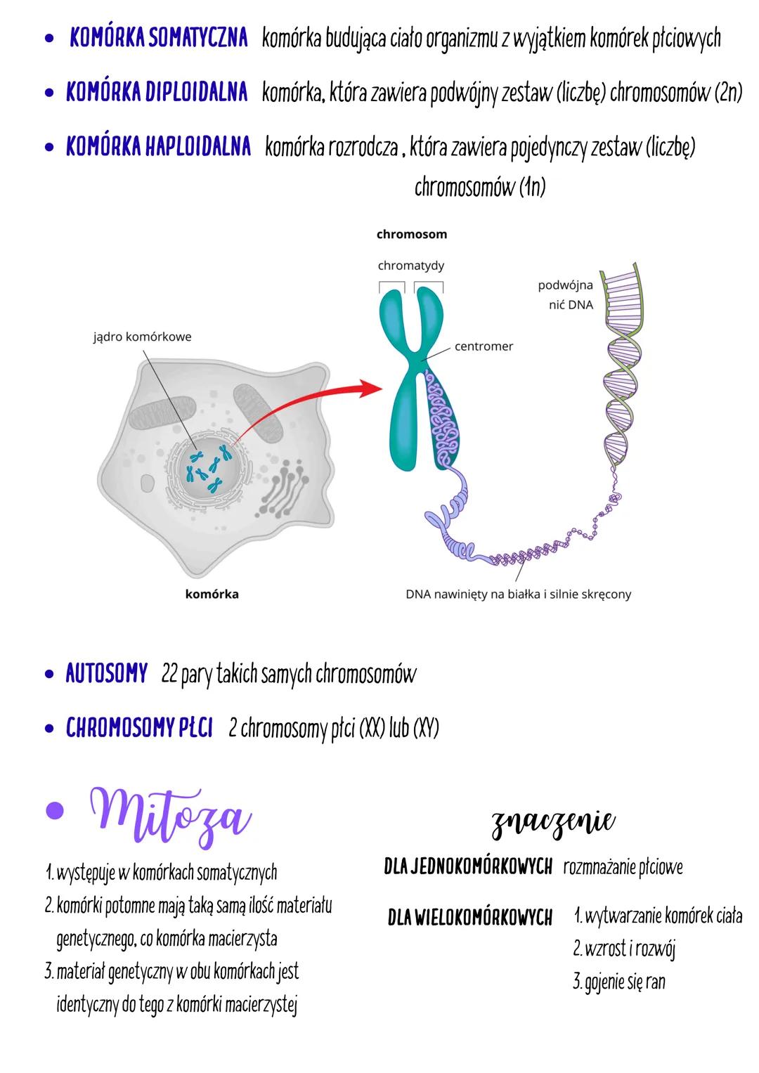 Genetyka

dziedziczone

Cechy

niedziedziczone

• gatunkowe,

• środowiskowe

• indywidualne

• Budowa DNA i nukleotydu

reszta kwasu
fosfor