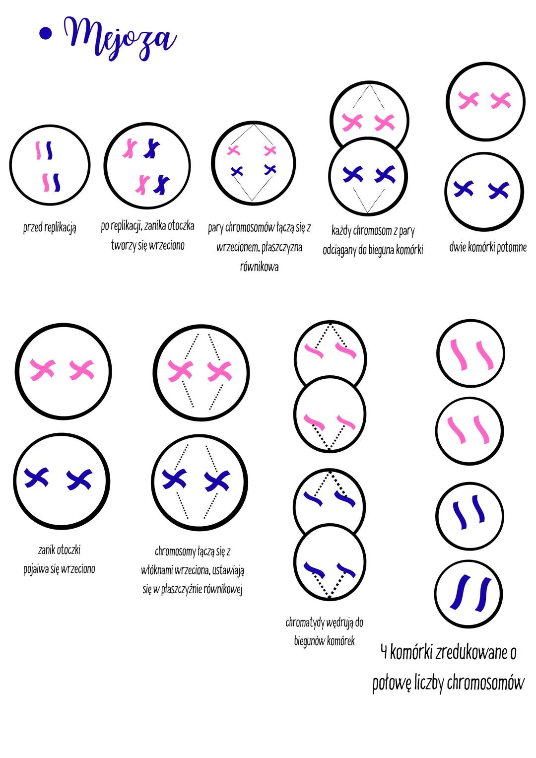 Genetyka

dziedziczone

Cechy

niedziedziczone

• gatunkowe,

• środowiskowe

• indywidualne

• Budowa DNA i nukleotydu

reszta kwasu
fosfor