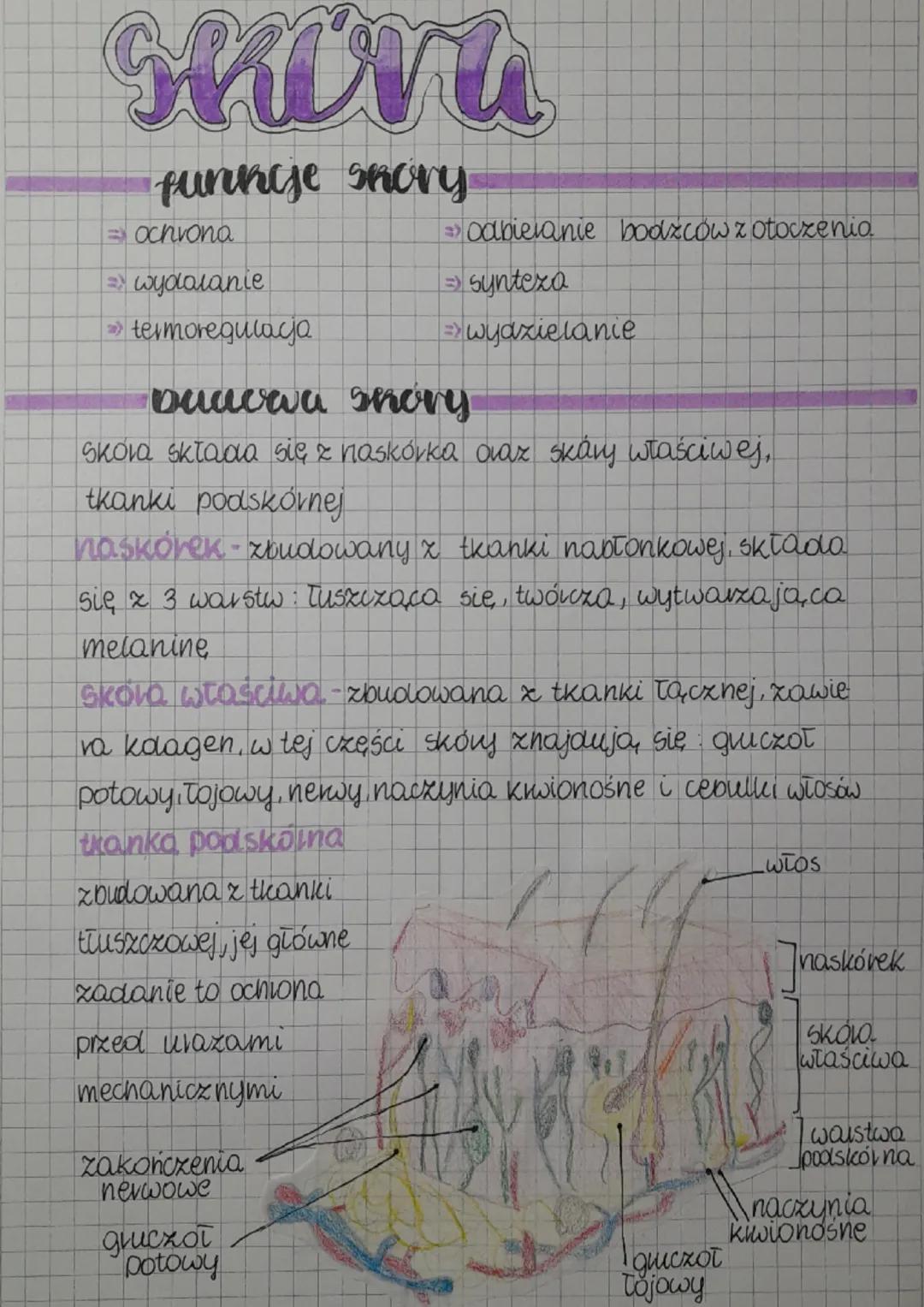 Sheva
funkce shory.
ochrona
=> wydalanie
→termoregulacja
• Duacaa shory
Skóla składa się z naskórka ovaz skáry właściwej,
tkanki podskórnej
