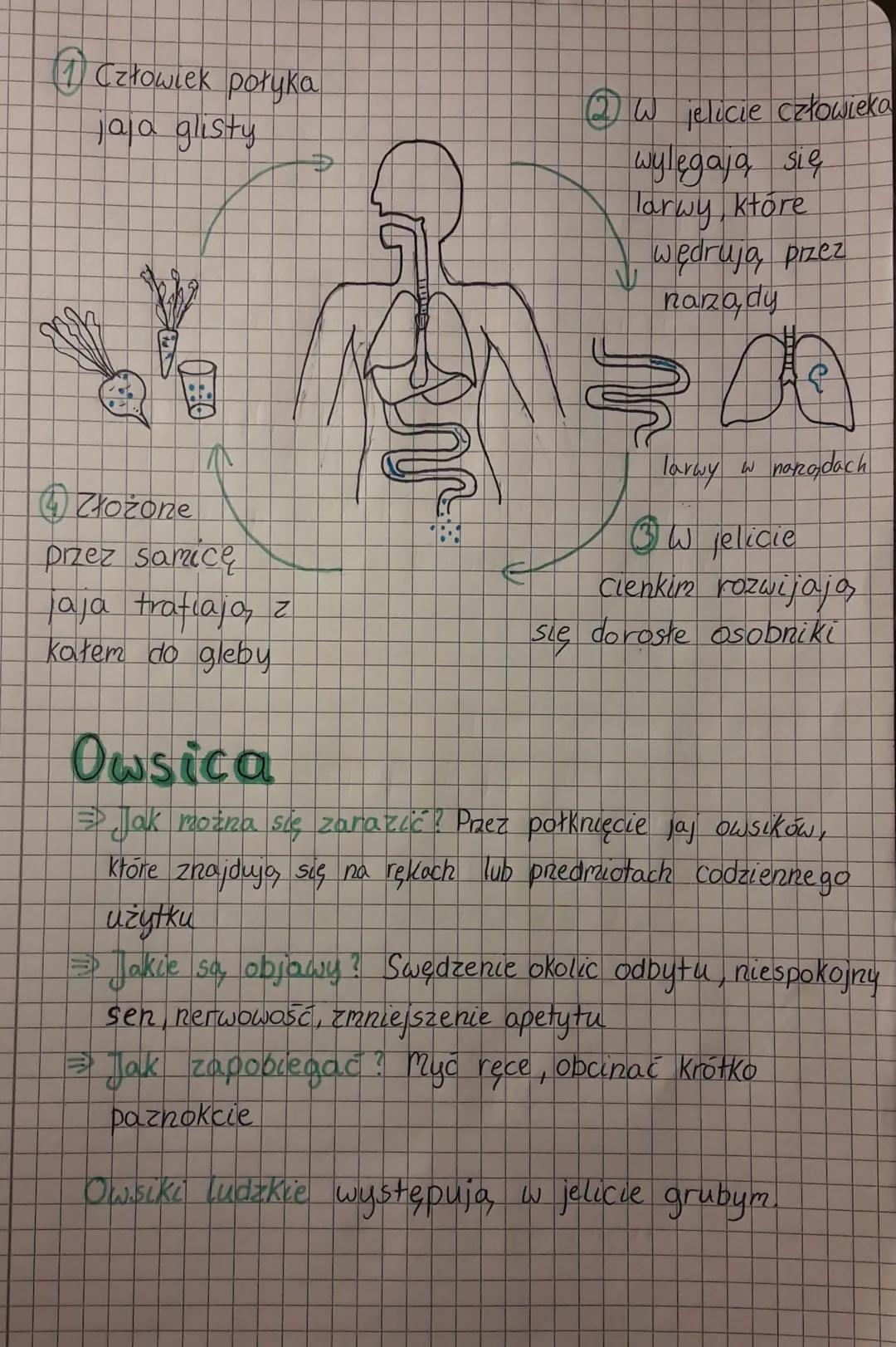 Czło
Człowiek połyka
jaja glisty
Š
A
0:0
AN
Złożone
przez samice
jaja trafiają, z
kałem do gleby
QW jelicie człowieka
wylęgają się
Tarwy, kt