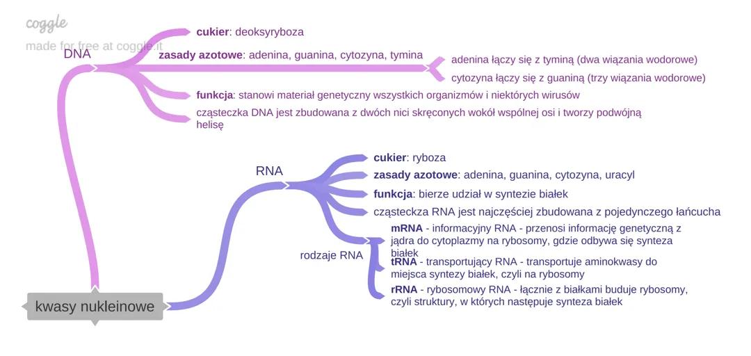 Budowa i Funkcje Kwasów Nukleinowych: DNA i RNA
