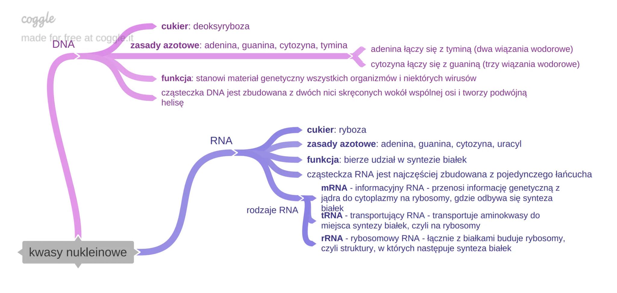 coggle

cukier: deoksyryboza

made for free at coggle.it

DNA

zasady azotowe: adenina, guanina, cytozyna, tymina



kwasy nukleinowe


aden