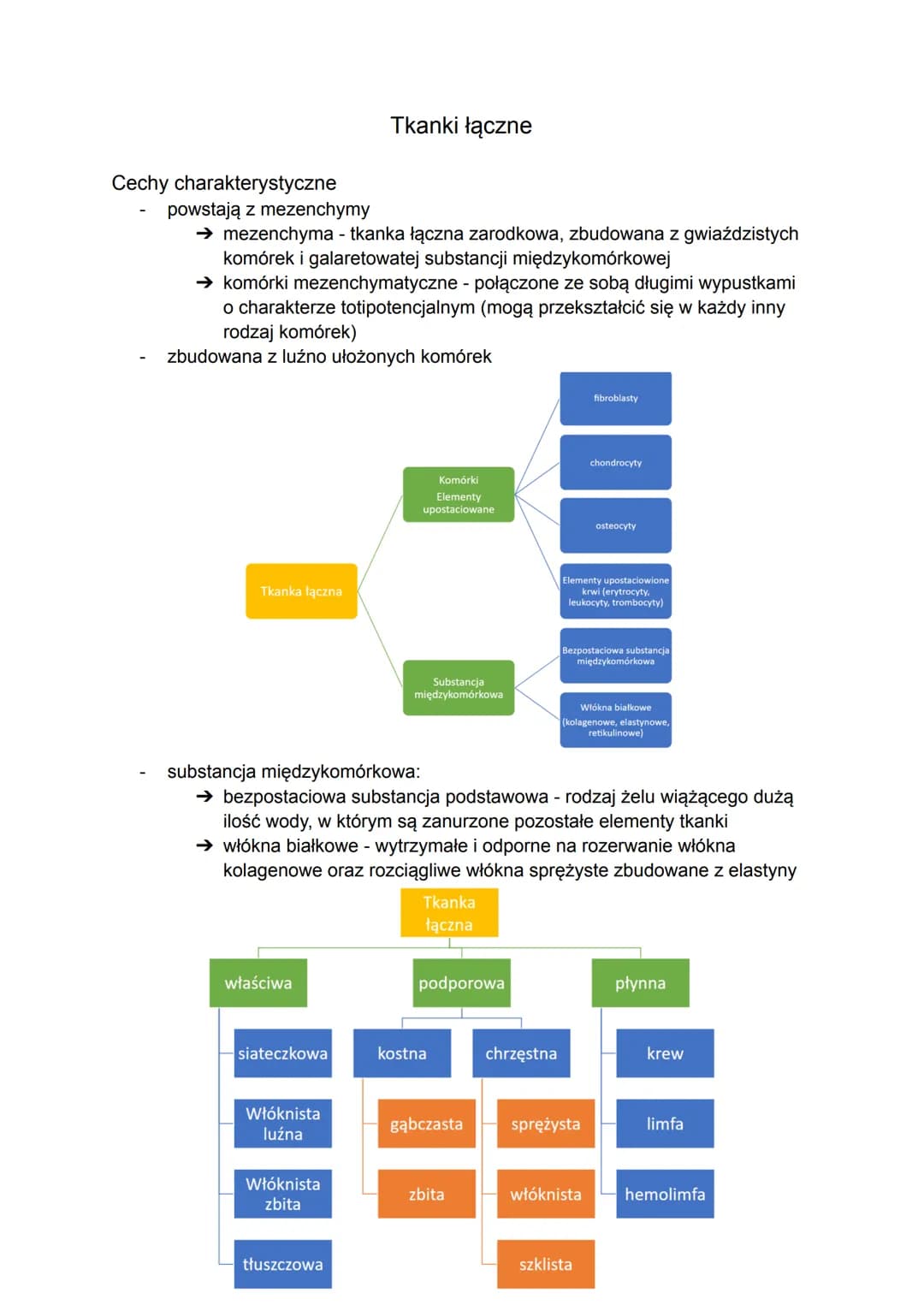Cechy charakterystyczne
powstają z mezenchymy
→ mezenchyma - tkanka łączna zarodkowa, zbudowana z gwiaździstych
komórek i galaretowatej subs