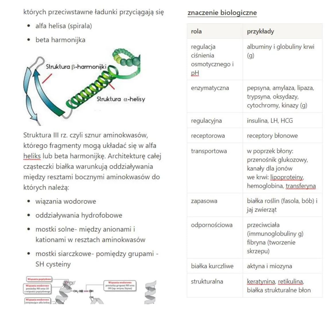 Białka
stanowią budulec wszystkich błon plazmatycznych. Jako enzymy kierują procesami
metabolicznymi. Nie istnieją procesy życiowe, w któryc