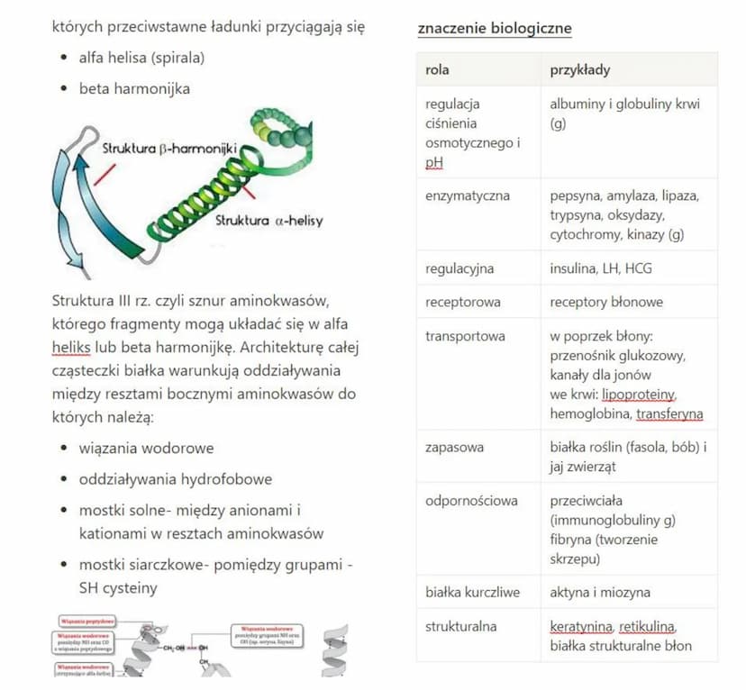 Białka
stanowią budulec wszystkich błon plazmatycznych. Jako enzymy kierują procesami
metabolicznymi. Nie istnieją procesy życiowe, w któryc