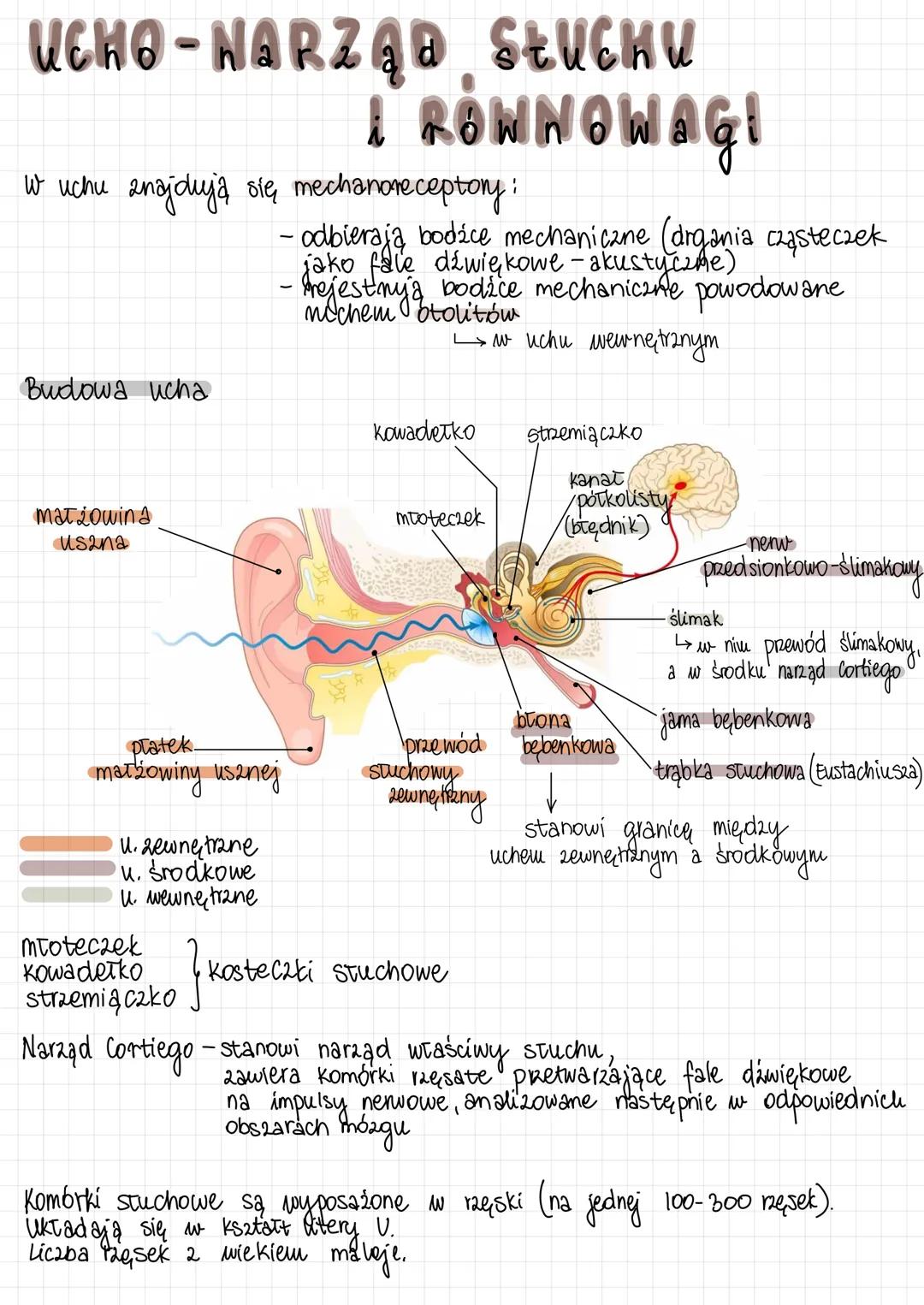 Ucho - Budowa i Funkcje Narządu Słuchu i Równowagi