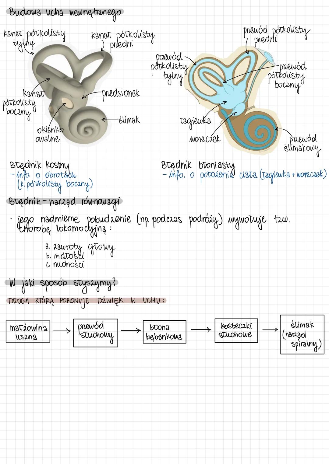 UCHO-NARZĄD SŁUCHU
I ROWNOWAGI
w uchu znajdują się mechanoreceptory:
Budowa ucha
mat2owina
usana
płatek-
matkowing usznej
U. zewnętrzne
u. Ś