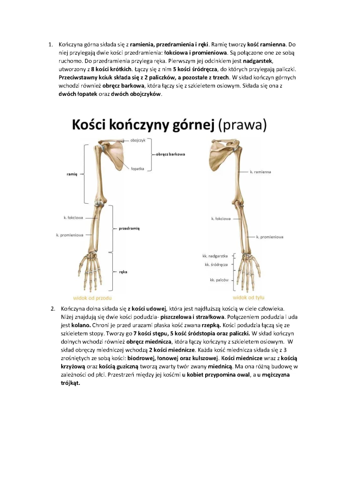 Budowa Szkieletu i Kończyn - Klasa 7: Szkielet Człowieka i Kości