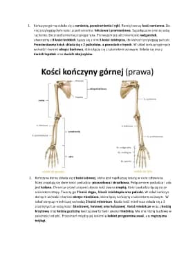 Know Szkielet kończyn  thumbnail