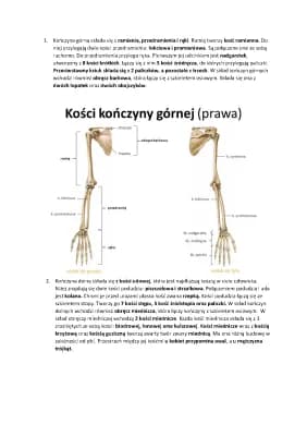 Know Szkielet kończyn  thumbnail