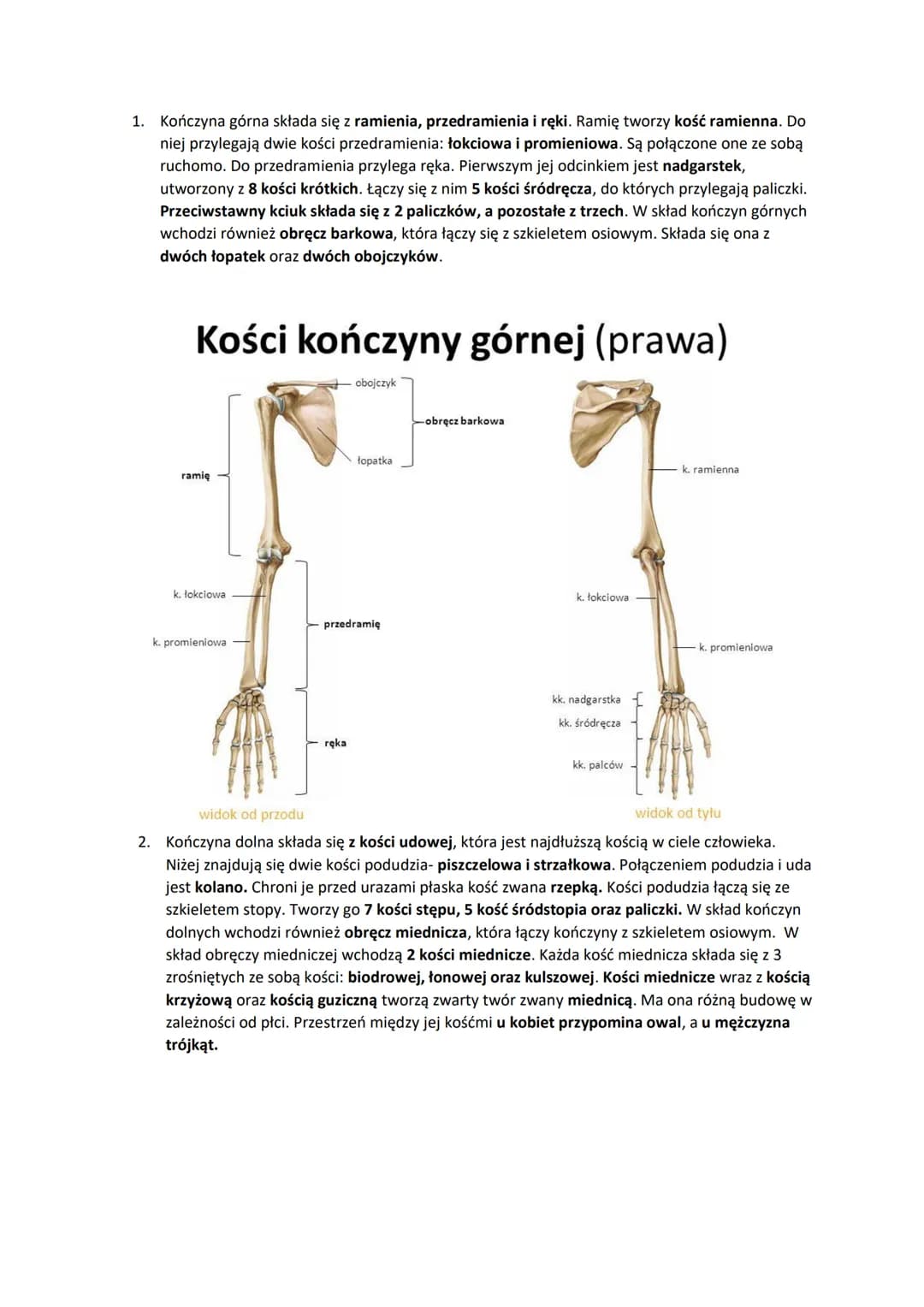 1. Kończyna górna składa się z ramienia, przedramienia i ręki. Ramię tworzy kość ramienna. Do
niej przylegają dwie kości przedramienia: łokc