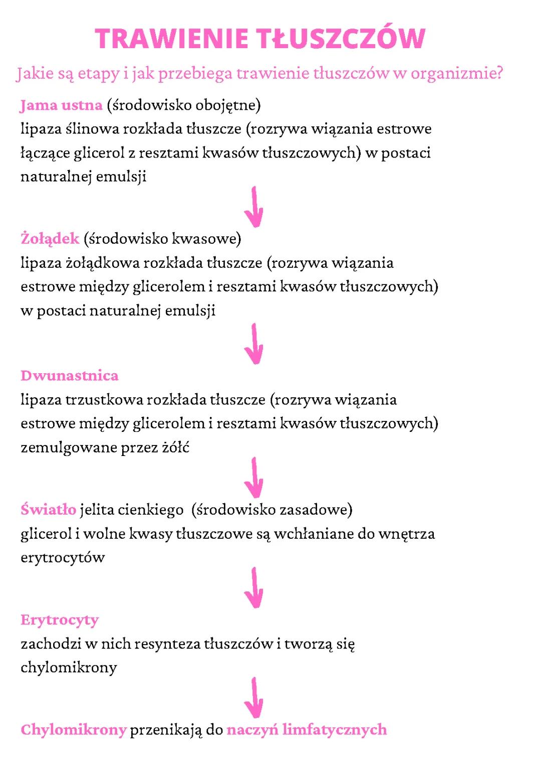 Emulgacja i trawienie tłuszczów – etapy i schematy