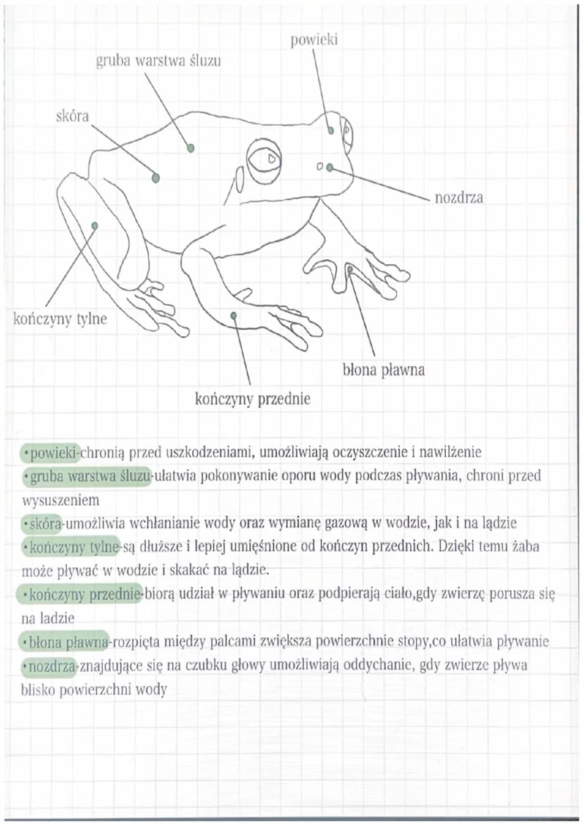 Płazy
1 Życie płazów jako zwierzęta zmiennocieplne Plazy są zmiennocieplne to znaczy że są
zależne od temperatury otoczenia. Gatunki mieszka