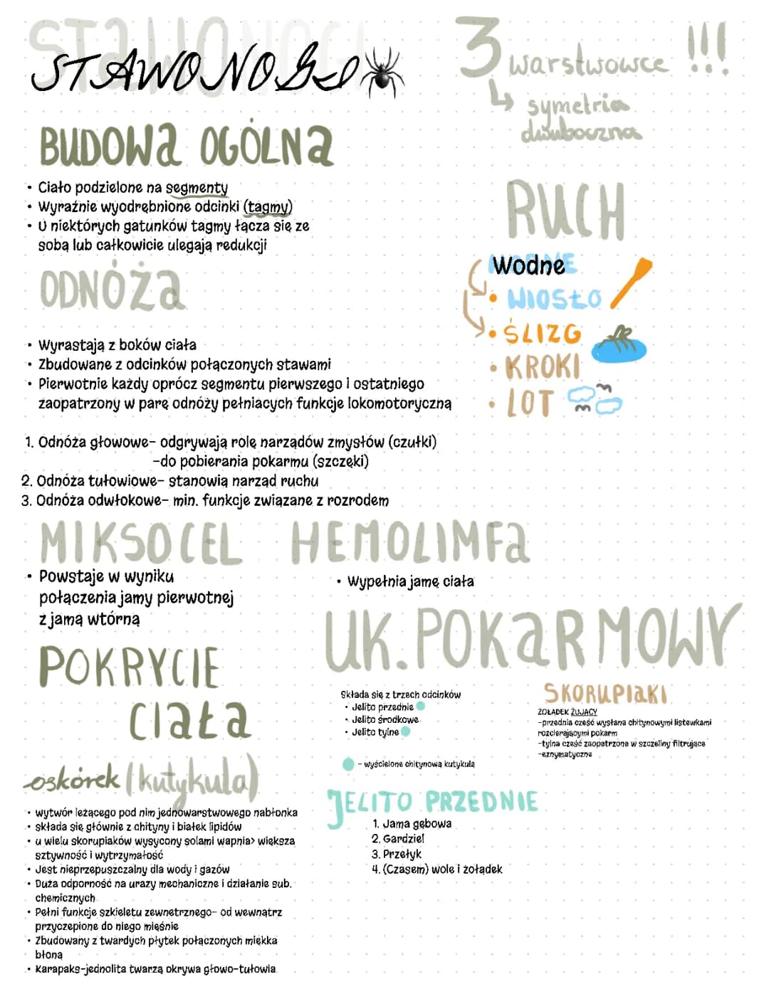 Poznaj Stawonogi - Przykłady, Budowa i Cechy