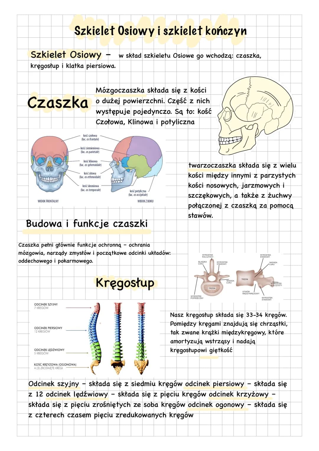 Szkielet Osiowy
kręgosłup i klatka piersiowa.
Czaszka
WIDOK FRONTALNY
Szkielet Osiowy i szkielet kończyn
ODCINEK SZYJNY
7 KREGOW
ODCINEK PIE