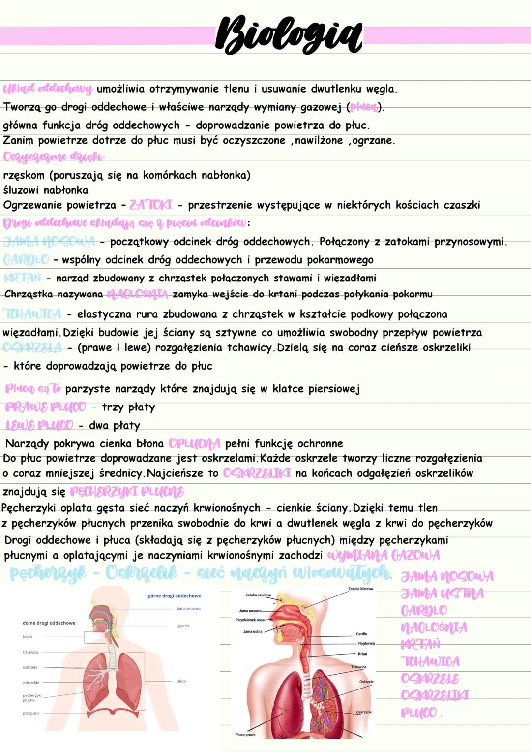 Biologia
Uklad oddechowy umożliwia otrzymywanie tlenu i usuwanie dwutlenku węgla.
Tworzą go drogi oddechowe i właściwe narządy wymiany gazow