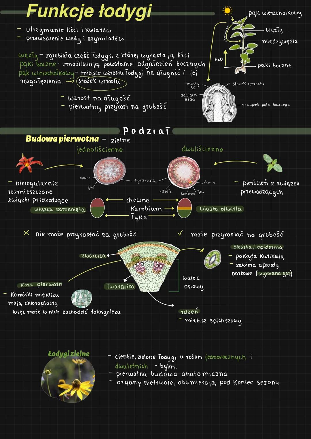## Funkcje łodygi
- utrzymanie liści i Kwiatów
- przewodzenie wody i asymilatów
- węzły - zgrubiała część Todygi, z której wyrastają liści