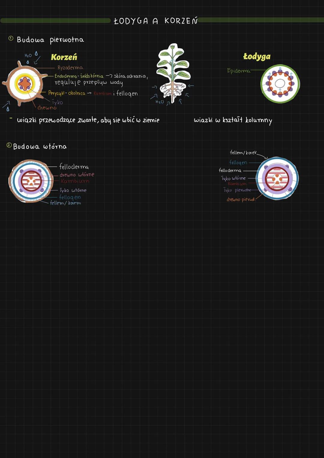 ## Funkcje łodygi
- utrzymanie liści i Kwiatów
- przewodzenie wody i asymilatów
- węzły - zgrubiała część Todygi, z której wyrastają liści