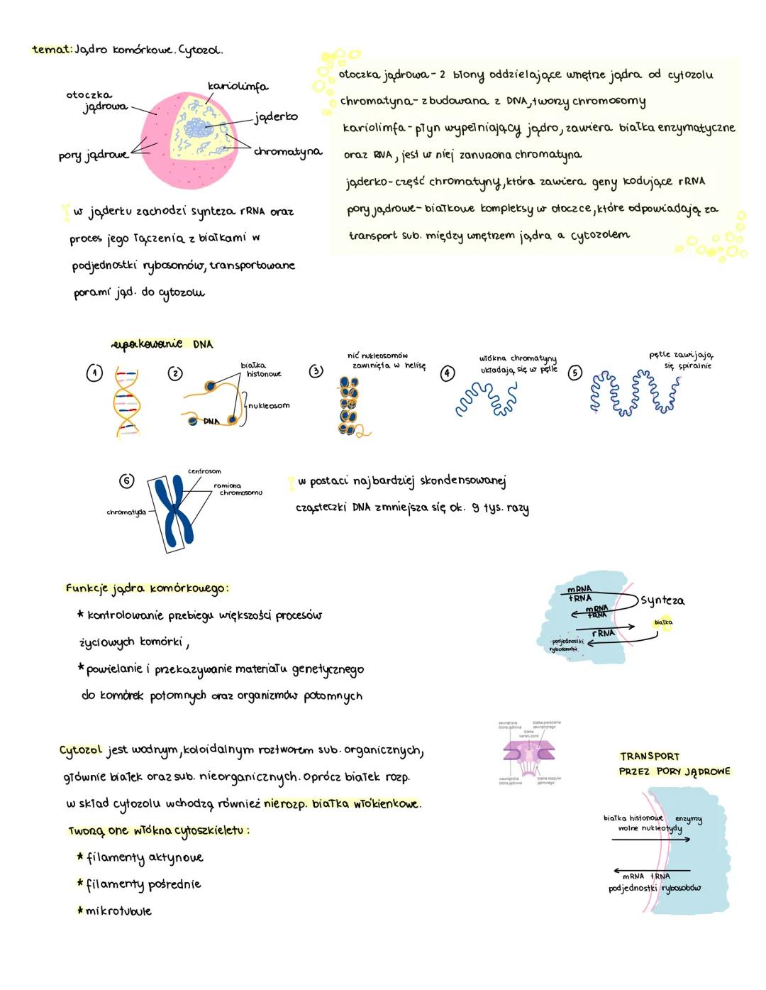 temat: Jądro komórkowe. Cytozol.
otoczka
jądrowa
pory jądrowe
MM
kariolimfa
w jąderku zachodzi synteza rRNA oraz
proces jego Tączenia z biał