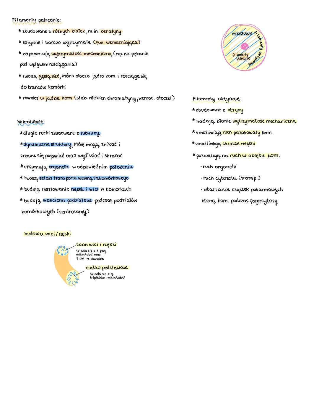 temat: Jądro komórkowe. Cytozol.
otoczka
jądrowa
pory jądrowe
MM
kariolimfa
w jąderku zachodzi synteza rRNA oraz
proces jego Tączenia z biał