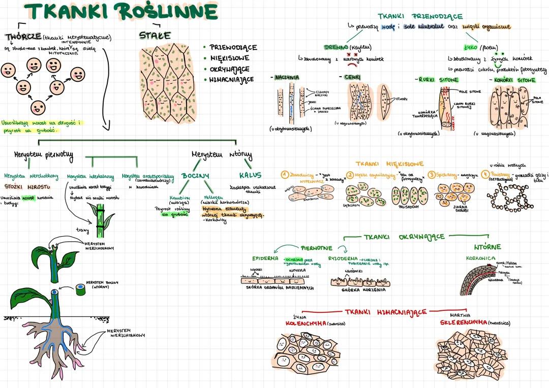Tkanki roślinne - mapa myśli