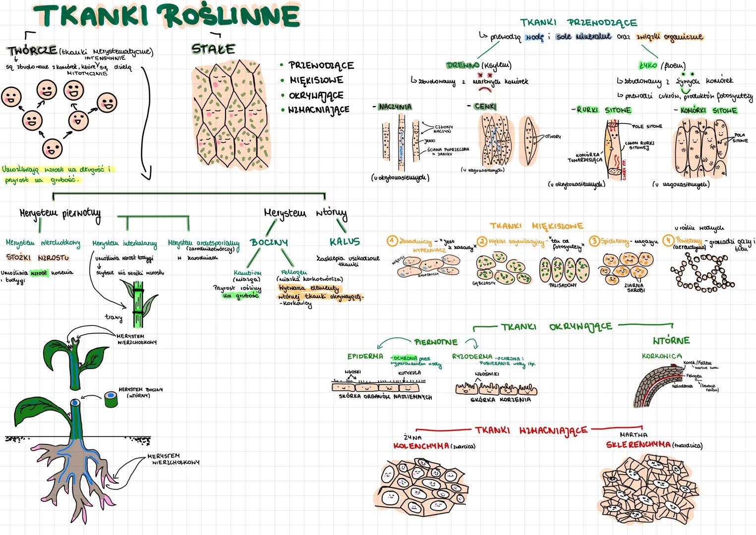 TKANKI ROŚLINNE
1
STAŁE
TWÓRCZE • (tkanki Merystematyczne)
INTENSYNNIE
są zbudo Nave 2 komdrek, które się dzielą
MITOTYCZNIE
Umożliwiają Azr