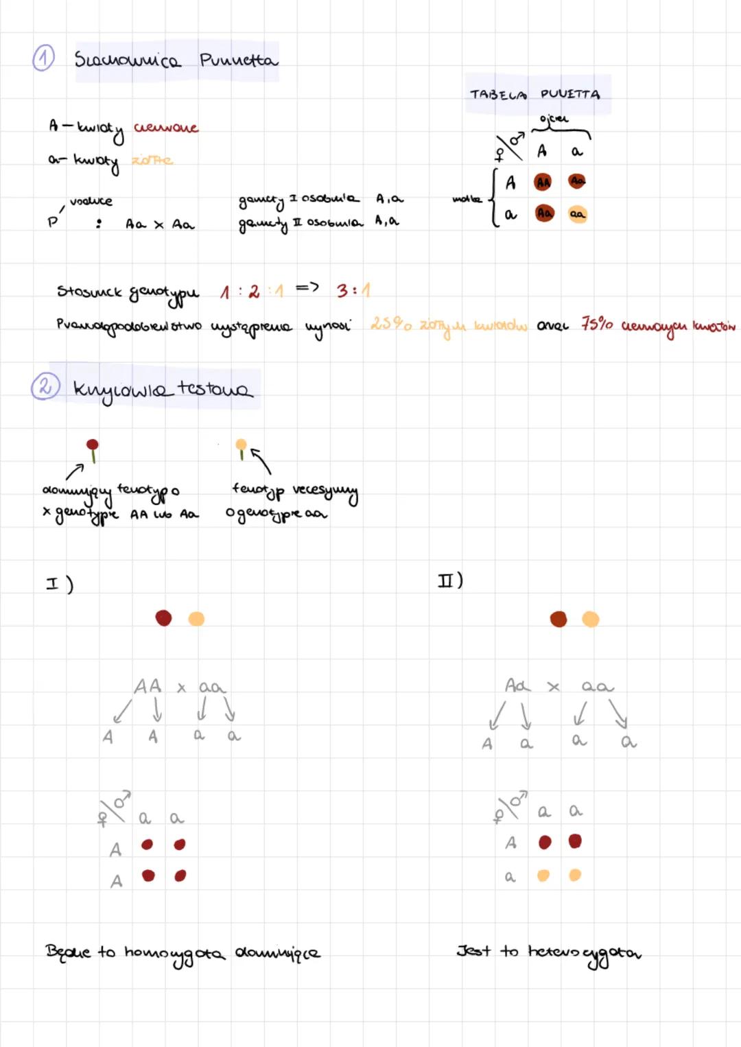 Gcuotyp-zespot wslystickich gendi ougomamu
Fenotyp widocuте сему огданіями
AA
Aucle- gawy występując
w wiele wersjach.
/
daniwjquy (A)
\