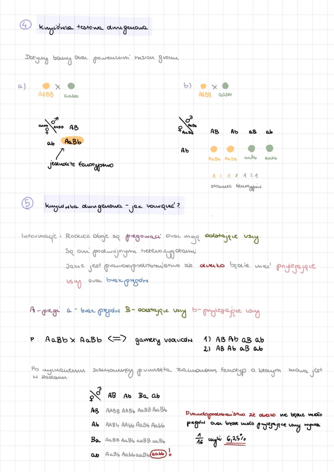 Gcuotyp-zespot wslystickich gendi ougomamu
Fenotyp widocuте сему огданіями
AA
Aucle- gawy występując
w wiele wersjach.
/
daniwjquy (A)
\