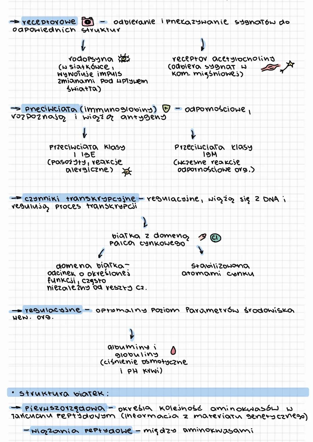 Wiązania peptydowe:
·wiązania peptydowe
Kowalencysne
wiazzania тосгог се amino kwasy biat коше
Peptydowe
●
NH2-CH-COOH
B
+ H₂O
→podziar
-Oli